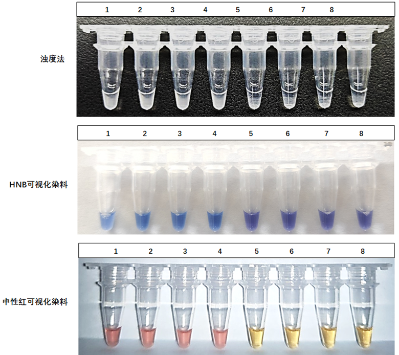 1-4：ASFV-p72基因质粒；5-8：NTC