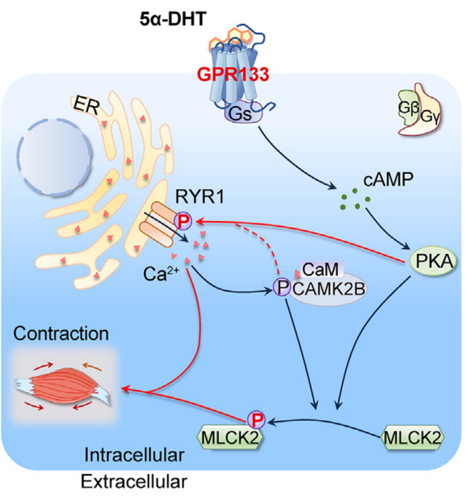 5α-DHT和AP503激活GPR133的功能及机制研究