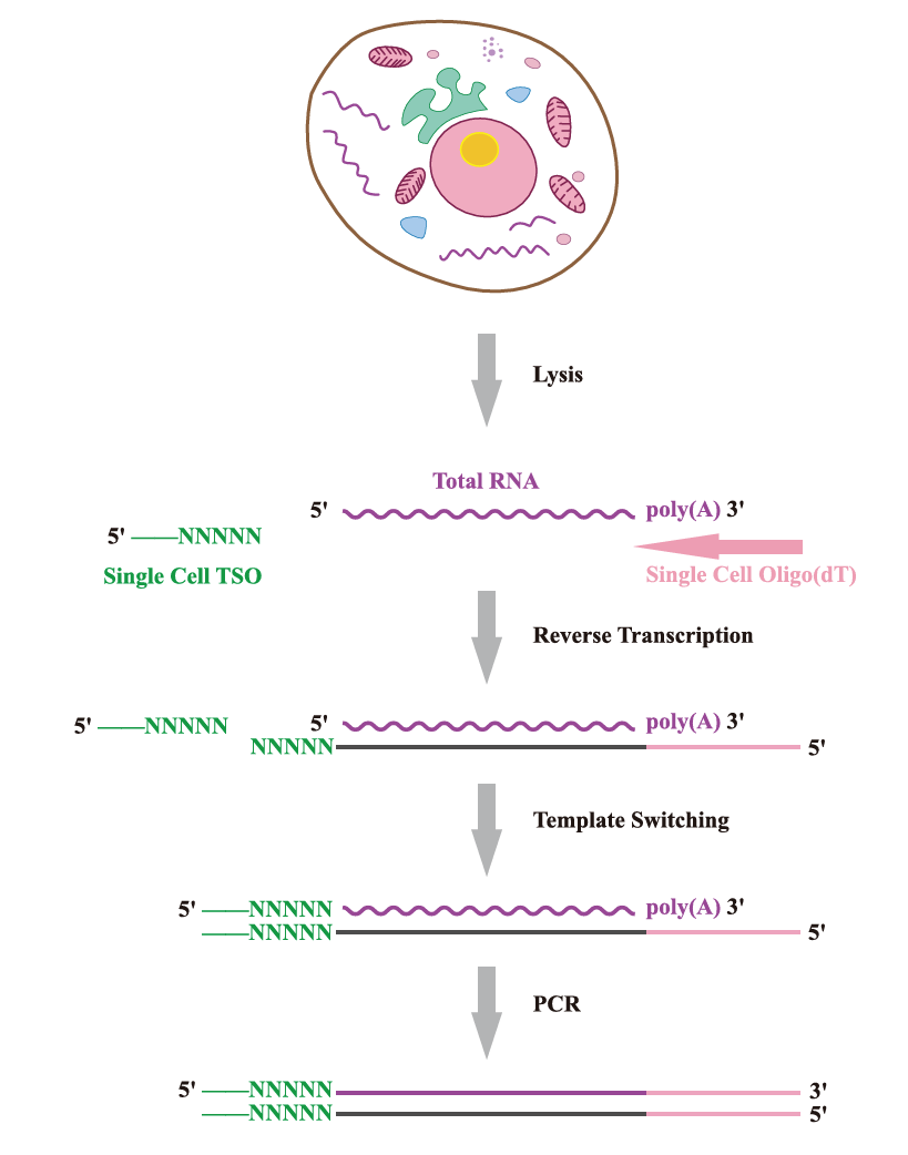 SMART-Seq2实验原理