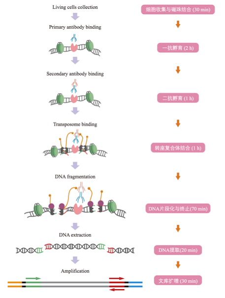 Cut&Tag实验原理示意图