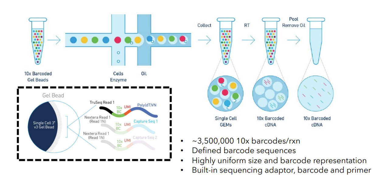10× Genomics实验原理
